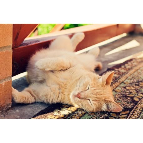 conseils pour emmener son chat en vacances