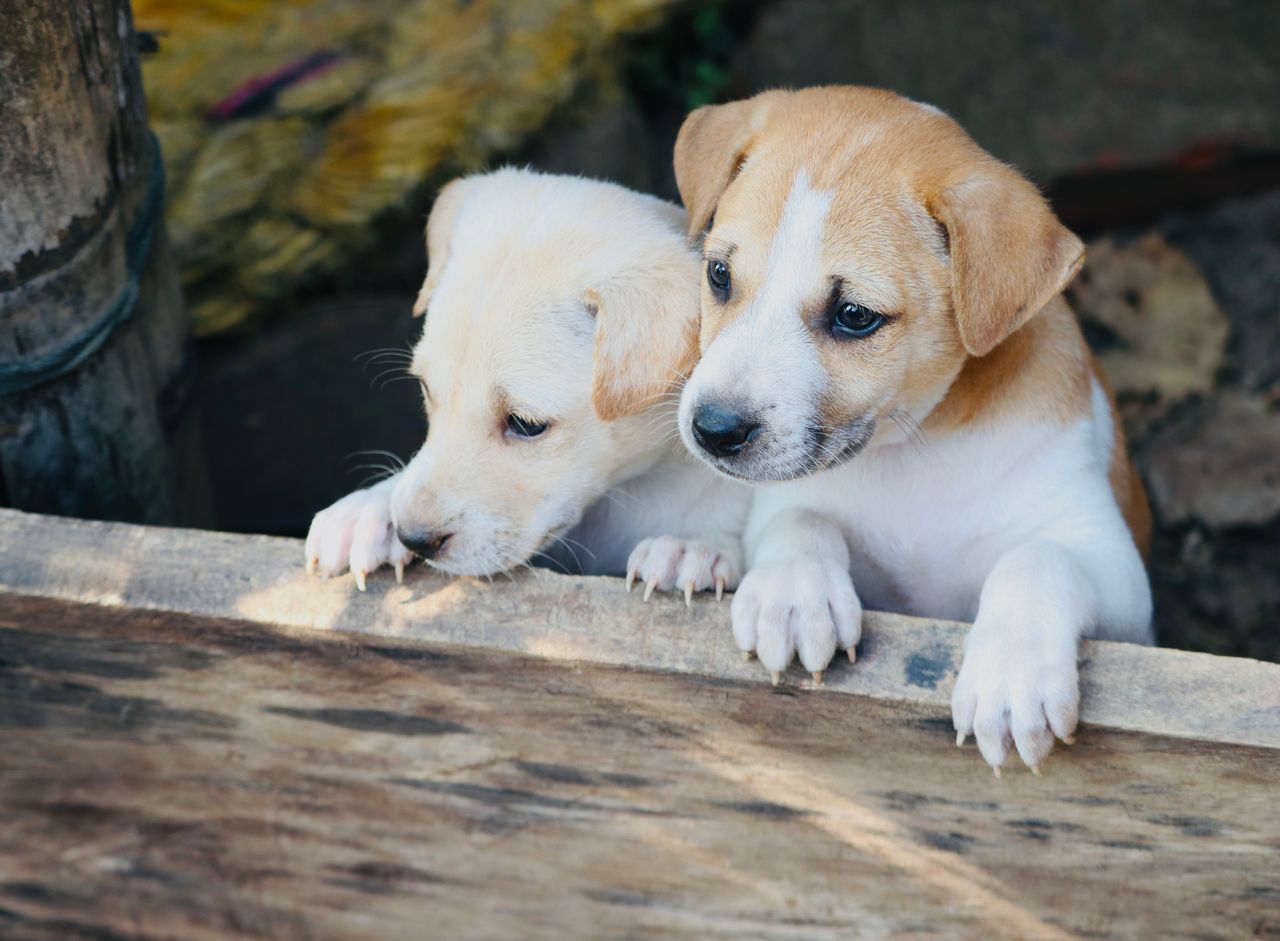 Maxi Zoo, des animaleries au long cours