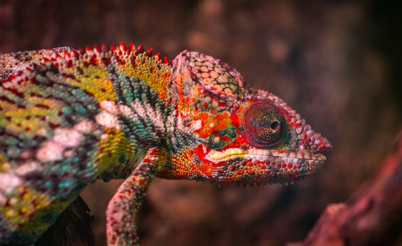 Adopter un caméléon quelques règles à connaître