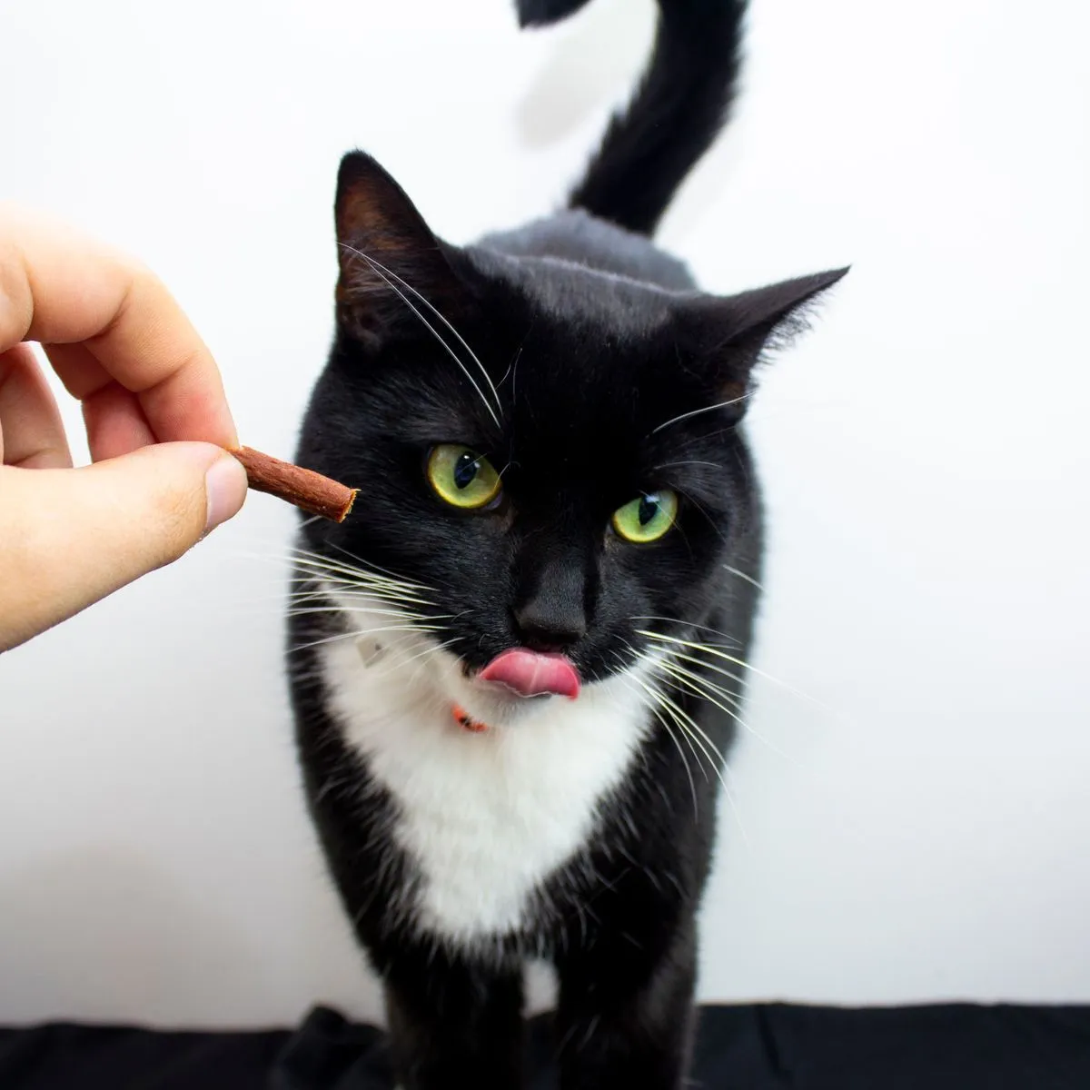 conseils pour emmener son chat en vacances